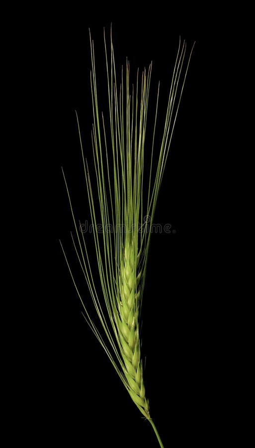 Green wheat