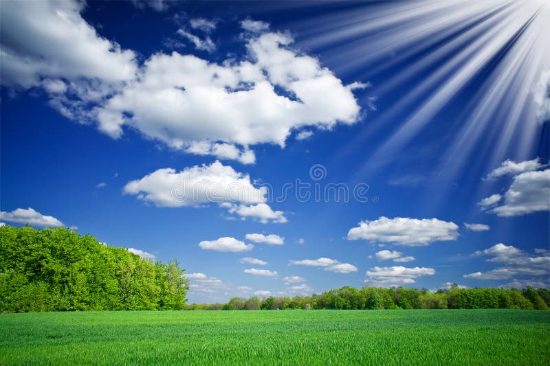 Green wheat and beautiful blue sky with sun.