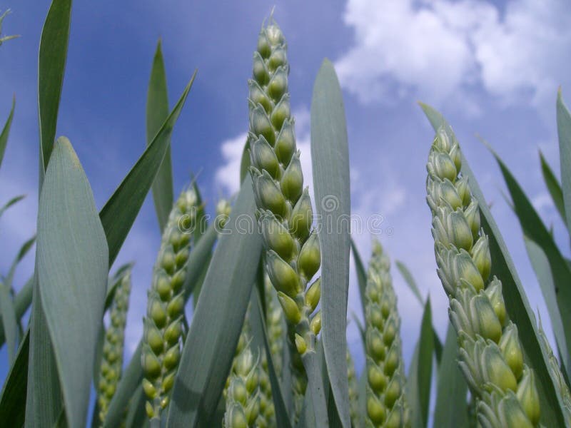Green wheat crops