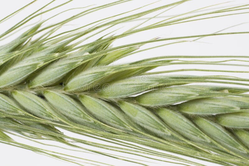 Green wheat ears