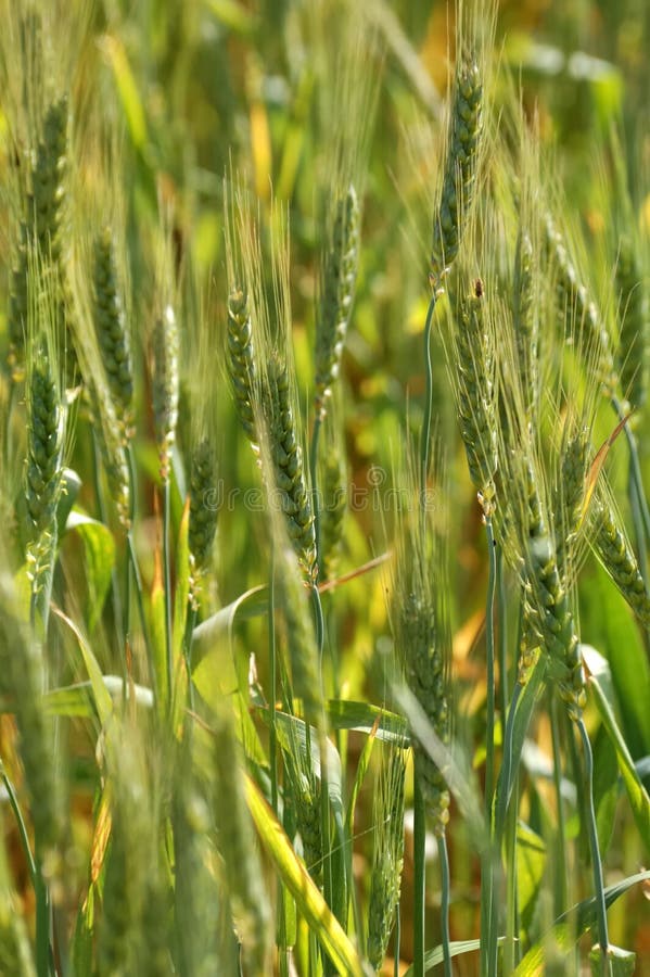 Green wheat ears stock photo. Image of farming, food - 30788576