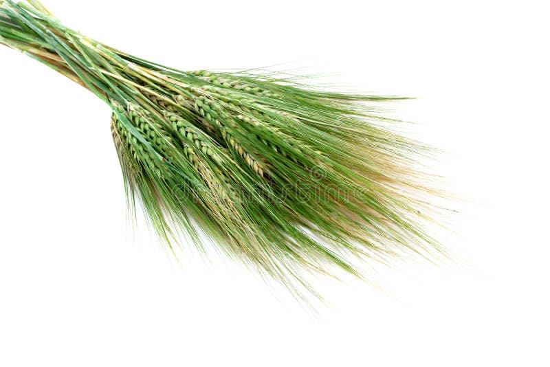 Green wheat ears isolated on white background