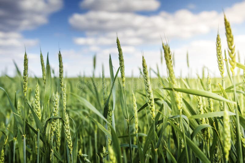 Green wheat ears ripen against blue sky with white clouds in the early summer morning. Background of wheat