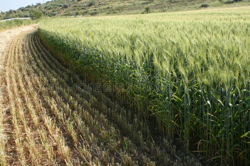 Parcialmente recogido verde trigo.