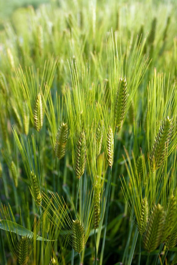 Tilt-up pohled na pole pšenice po jasně modré obloze.
