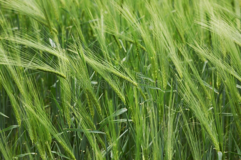 Green wheat field