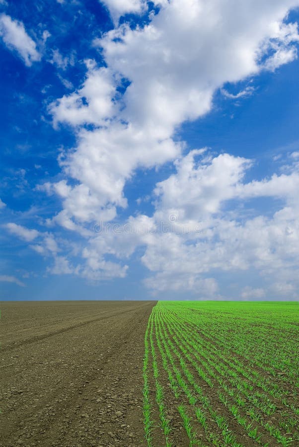 Green Wheat Field Stock Image Image Of Landscape Flora 9486925