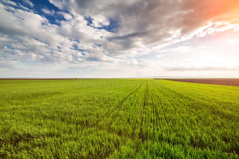 Green wheat field