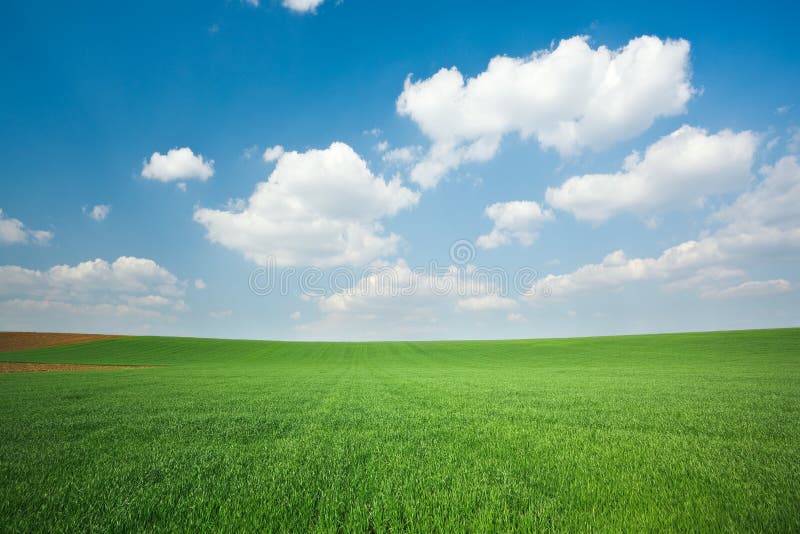 Green wheat field and blue sky