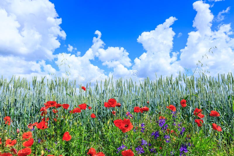 Green wheat in the field. Blue sky with cumulus clouds. Magic summertime landscape. The flowers of the June poppies around