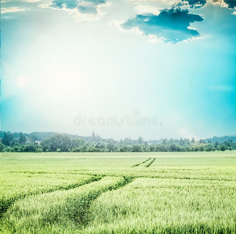 Green wheat field , at blue sky . Rural Agriculture or farming landscape with traces of tractor royalty free stock photography Green wheat field , at blue sky . Rural Agriculture or farming landscape with traces of tractor royalty free stock photography