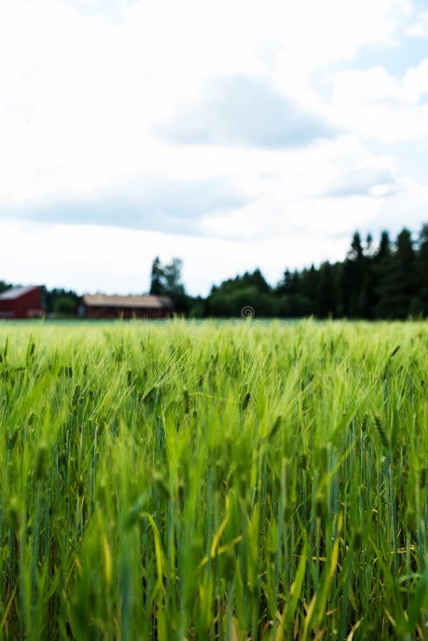 Wheat field next to a Finnish farmhouse, closeup on plants