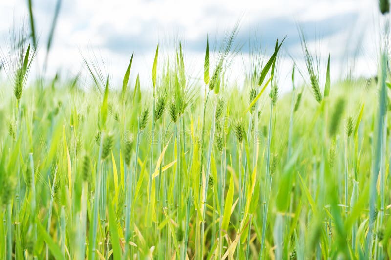 Wheat field next to a Finnish farmhouse, closeup on plants