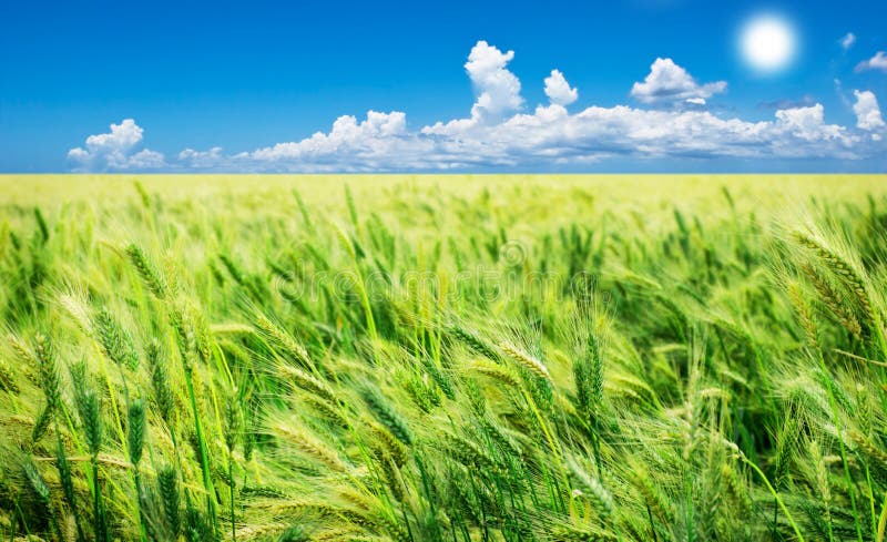 Green wheat field with sky