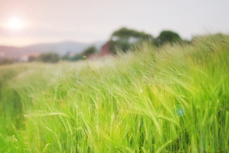 Green wheat