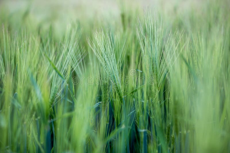Agriculture: Fresh green cornfield on a sunny day, springtime stock images