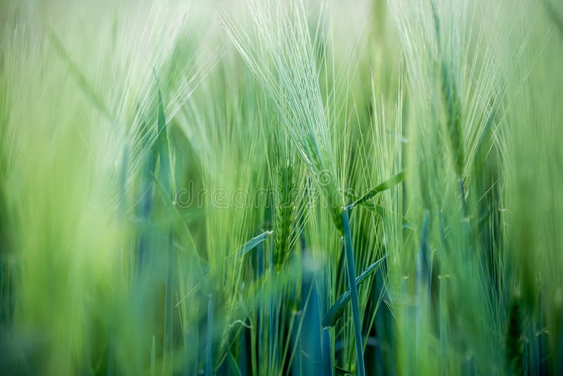 Agriculture: Fresh green cornfield on a sunny day, springtime royalty free stock photos