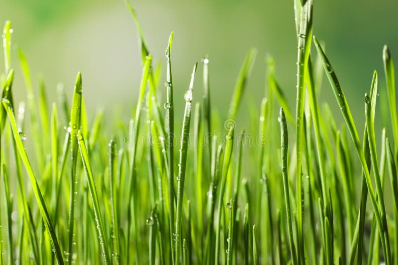 Green wheat grass with dew drops on blurred background