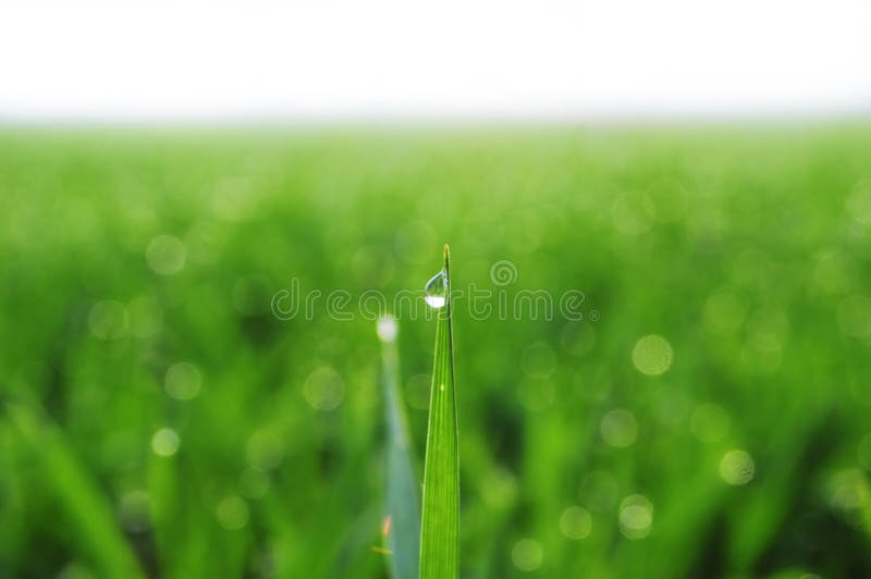 Green wheat grass with dewdrops