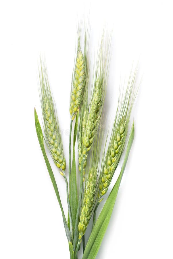 Green wheat isolated on white