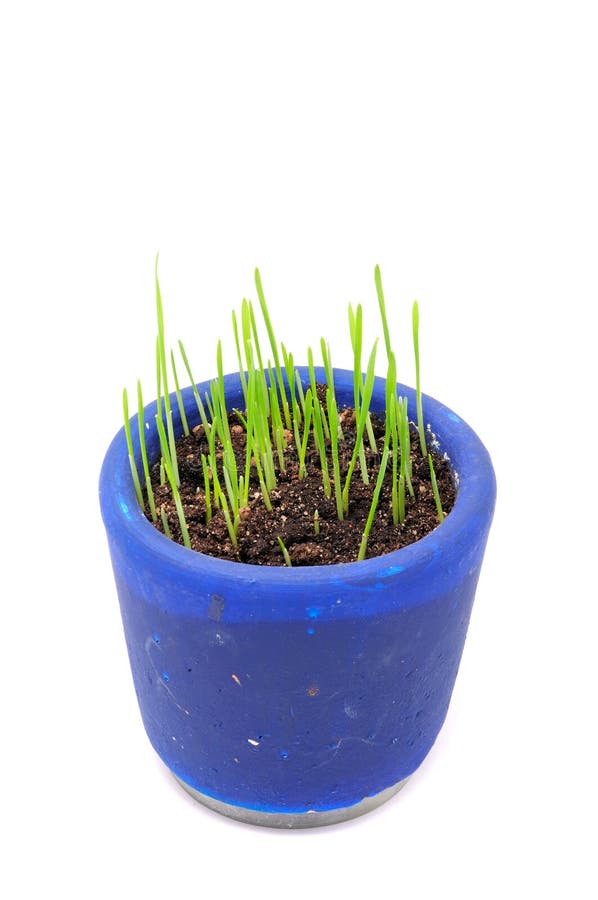 Green Wheat Sprouts in Pot