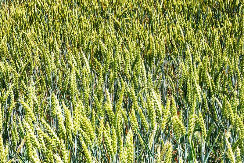 Green wheat texture stock photo. Image of green, environment - 145646354