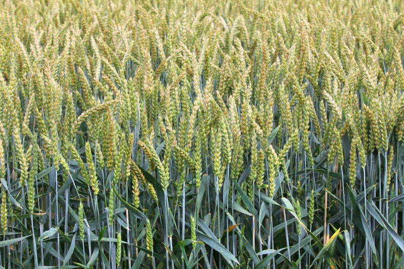 Green wheat