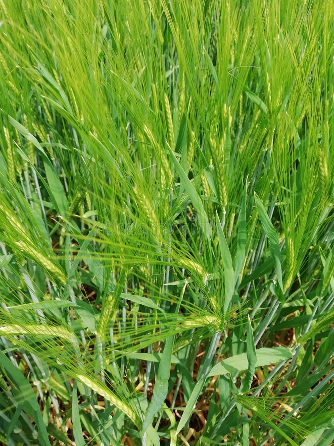 Green Wheatfield in Germania immagine stock libera da diritti Green Wheatfield in Germania immagine stock libera da diritti