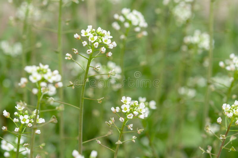 Green white flower weed grass shepherds purse