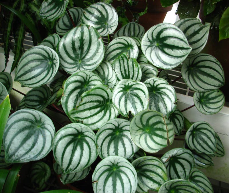 Greenandwhite Leaves 1 Picture. Image 86691826