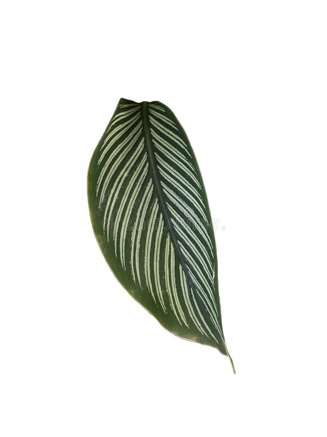 Green White Striped Leaf Isolated Close Up on White Paper Easy To Remove  Transparent Background Stock Image - Image of tree, striped: 231393215
