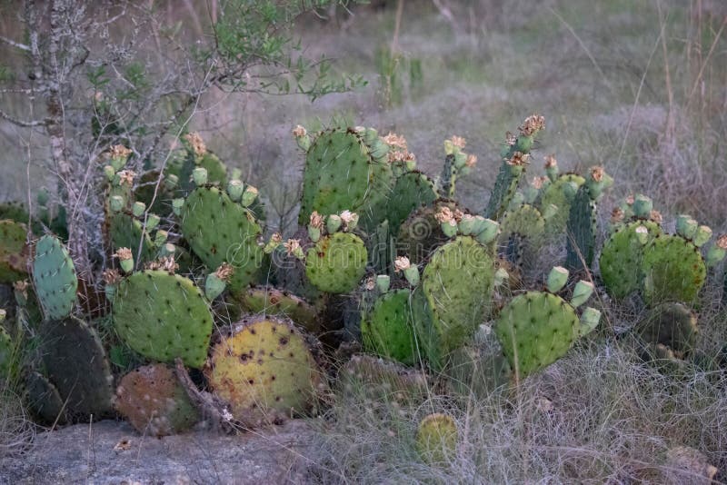Green Wild Cactus Plants Growing in the Desert Stock Image Image of