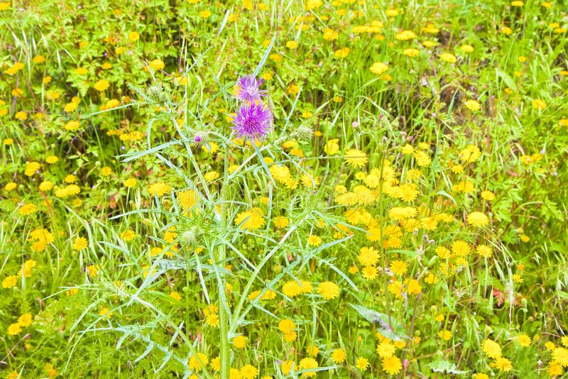 Green wild grass field - full frame shot royalty free stock image Green wild grass field - full frame shot royalty free stock image