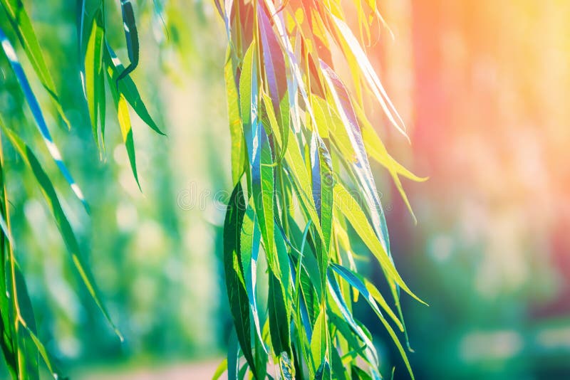 Green willow branches stock photo. Image of green, alba 131577644