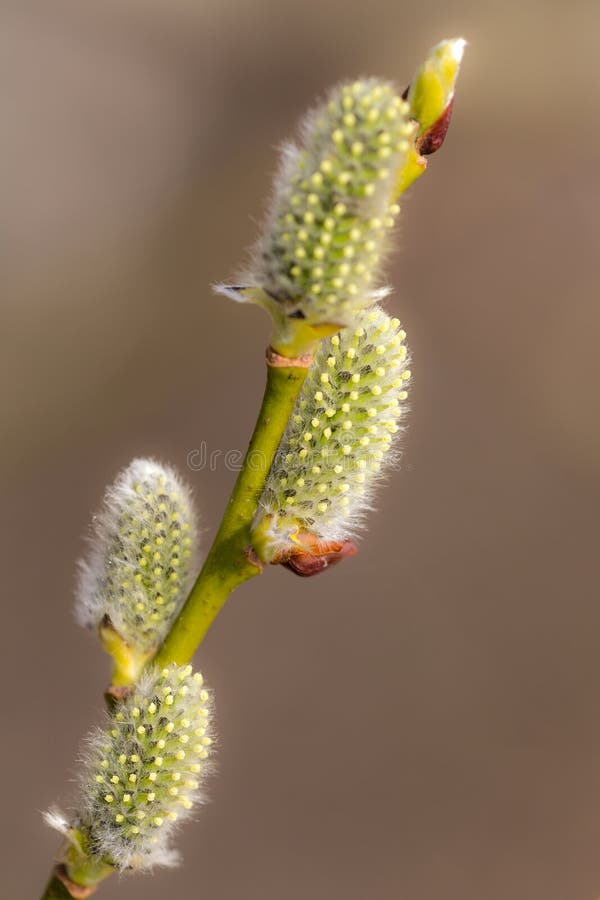 Green Willow Buds in Spring Stock Photo Image of spring, bloom 152198172