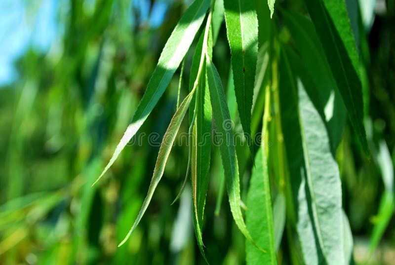 Green willow leaves