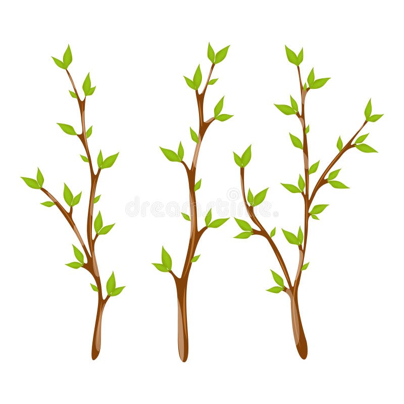 Green Willow Tree Twigs. Spring Elements. Easter Symbols Stock Vector