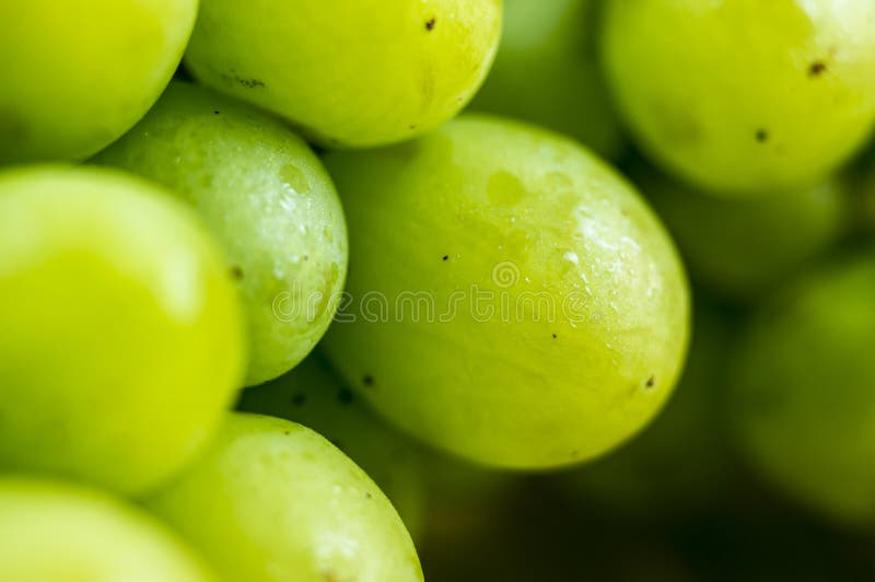 Green Wine grapes stock photo. Image of diet, wine, food 75677342