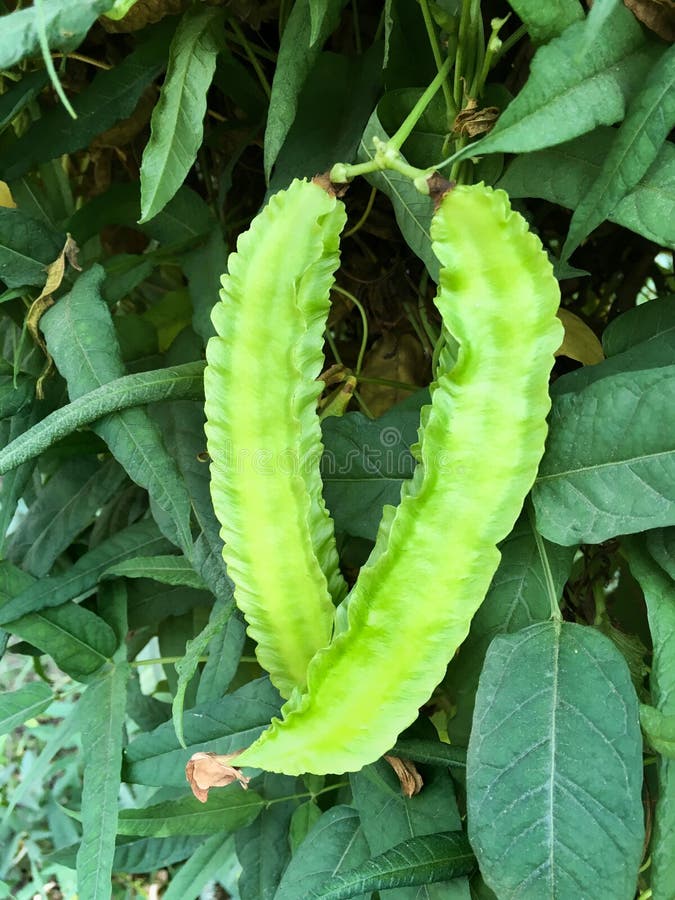 289 Bean Creeper Stock Photos Free & RoyaltyFree Stock Photos from Dreamstime