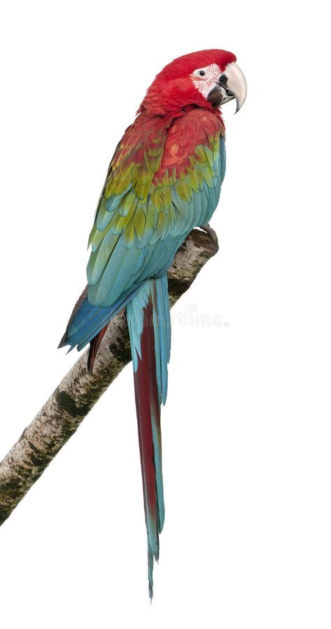 Green-winged Macaw - Ara chloropterus (18 months)