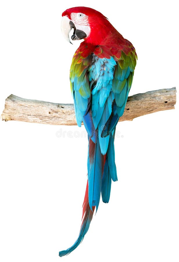 Green-winged macaw on white background