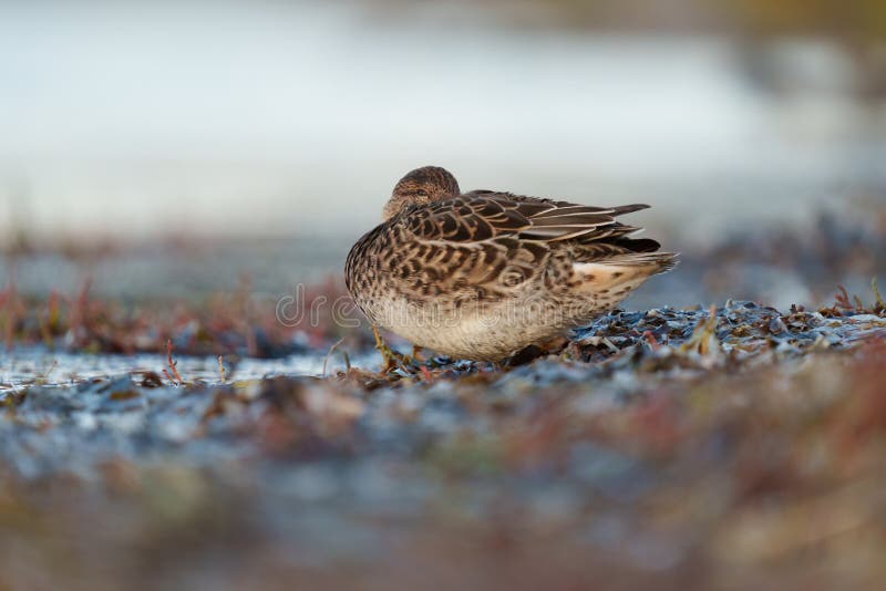 Green winged teal resting at lakeside