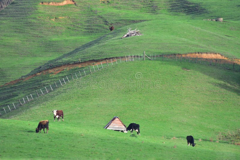 New Zealand Cow Pastures Stock Photos - Free & Royalty-Free Stock ...