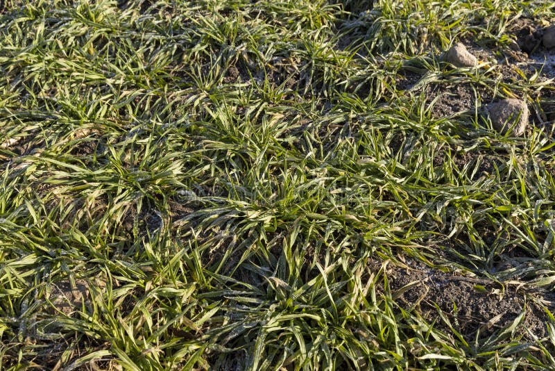 Green Winter Wheat in the Winter Season Stock Photo Image of bright