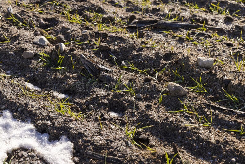 Green Winter Wheat in the Winter Season Stock Image Image of plant
