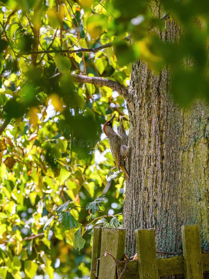 Green Woodpecker (Picus viridis) mannetjes en vrouwtjes op een boom, gevangen in het Verenigd Koninkrijk stock afbeelding Green Woodpecker (Picus viridis) mannetjes en vrouwtjes op een boom, gevangen in het Verenigd Koninkrijk stock afbeelding