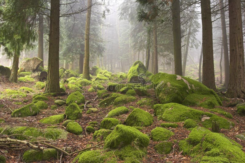 Vysokohorské lesy v jarné ráno v národnom parku Peneda Geres na severe Portugalska.