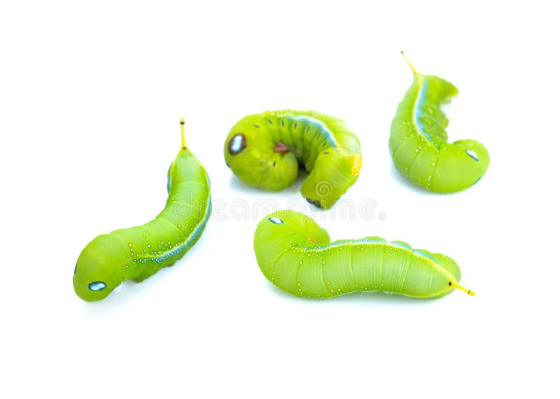 Green Worm Caterpillars Animals Isolate on White Stock Photo Image of closeup, animal 118115090