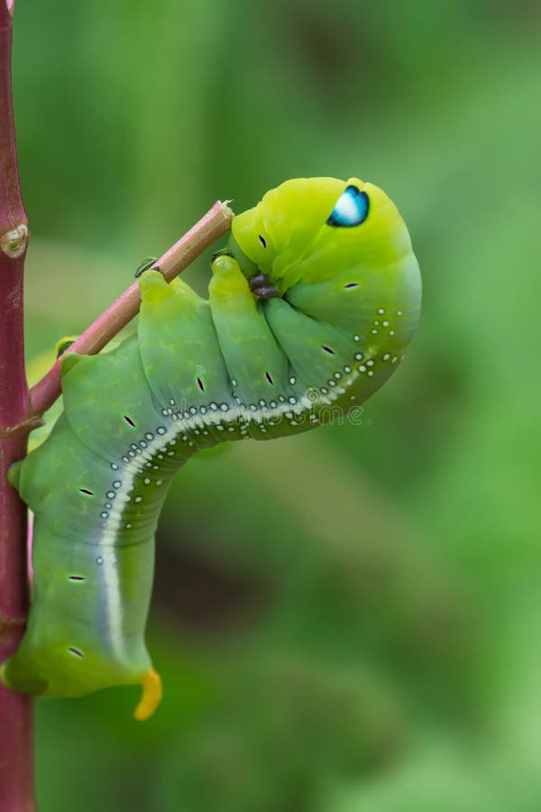 Green worm creep stock photo. Image of cute, isolated - 57094052