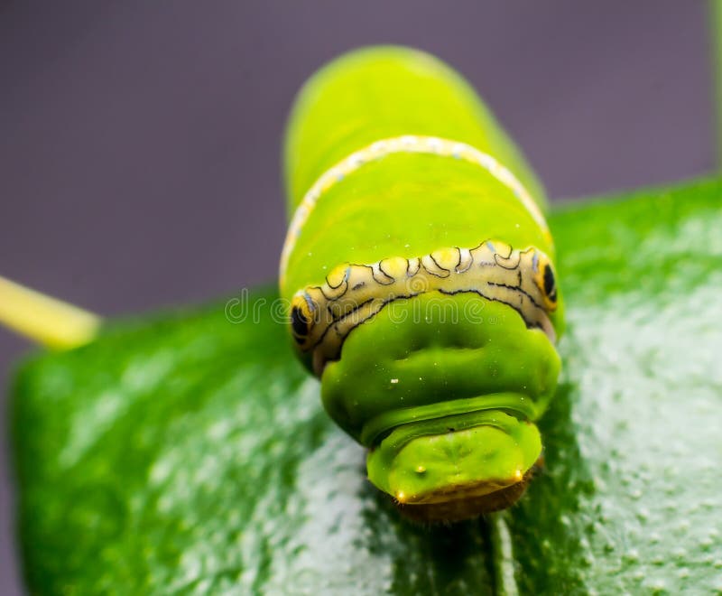 Green Worm Eating the Leaves Stock Photo Image of herbivore, moth
